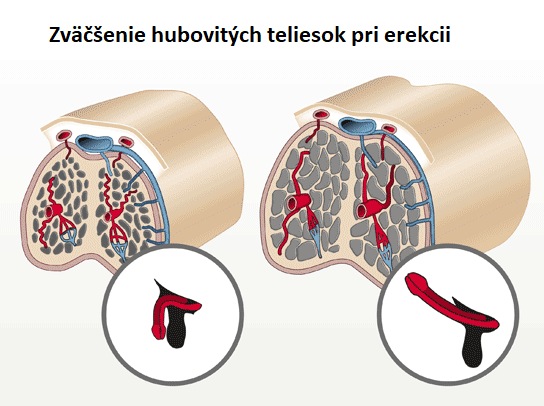 ako funguje erekcia